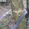 Ultra-Portable Pocket Chainsaw - Image 6